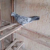 پلاکی سار زاجل