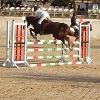 اسب پرشی|اسب و تجهیزات اسبسواری|ری, شهید بهشتی|دیوار