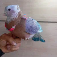 کبوتر .کفتر جفت با یه جوجه بزرگ و دوتا تاخم