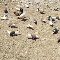 کبوتر دوکت پلاکی دکتدمبی آلمانی کاغذی سفید موشی