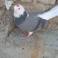 کفتر پرشی