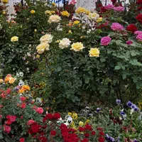 باغ تالارمجلل خاطره عمارت عقد عروسی|خدمات پذیرایی، مراسم|اندیشه, اندیشه فاز ۱|دیوار