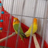 جفت کوتوله برزیلی|پرنده|شیراز, پودنک|دیوار