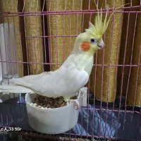 عروس هلندی نر جوان نژاد لوتینو