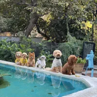 هتل پانسیون VIP خانه باغی سگ های کوچک