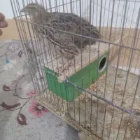 یک عدد بلدرچین بزرگ ماده
