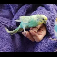 مرغ عشق مولد