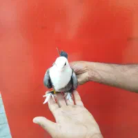 کفتر