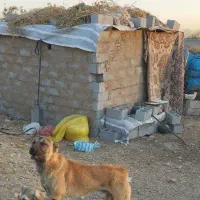 سگ خوب سگ چوپانی نگهبانی|سگ|بکتاش, |دیوار