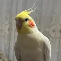 عروس هلندی گمشده در خیابان بابل