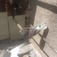 کبوترپرشی