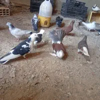 کبوترا خیلی خوب هستش