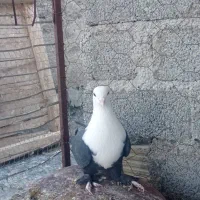 فروشی کفتر دو تا ماده خوشکل|پرنده|فیروزآباد (فارس), |دیوار