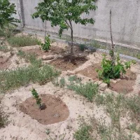 زمین باغی|فروش زمین و ملک کلنگی|مشهد, درزآب|دیوار