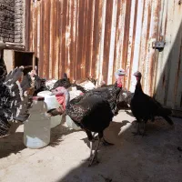 بوقلمون برنز بوربون و جوحه برهما|حیوانات مزرعه|قم, پردیسان|دیوار