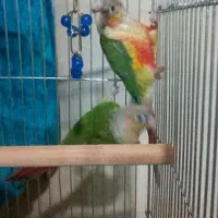 گرینچک‌وعروس