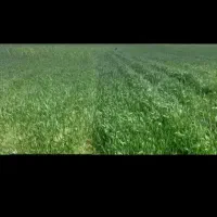 زمین مزروعی