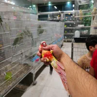 محموله قفس سلطنتی  فنچ گلدین،گرینچیک مولد، راهب|پرنده|بیرجند, |دیوار