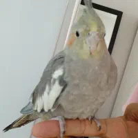 عروس هلندی گم شده