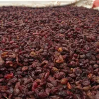 زغال اخته خشک بدون هسته درجه یک