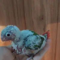 گرینچیک سرلاکی|پرنده|مشهد, گلبرگ|دیوار