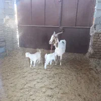 گوسفند فروشی|حیوانات مزرعه|گناباد, |دیوار