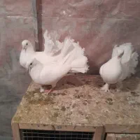 یه جفت دم چتری با یه جوجه بزرگ