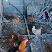 مرغ خروس محلی