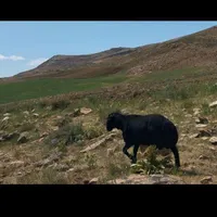 قوچ قره قزل روستای سقرچین زرین رود