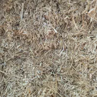 کاه سفید|خدمات باغبانی و درختکاری|ایرانشهر, |دیوار