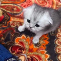 گربه بریتیش اسکاتیش