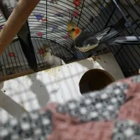 جفت عروس هلندی