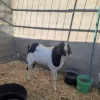 فروش بزغاله نر|حیوانات مزرعه|بادرود, |دیوار