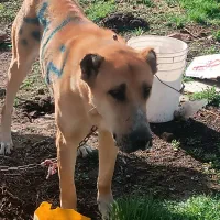 سگ گله افغان