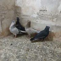 کفتر فروشی|پرنده|تاکستان, |دیوار