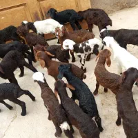 بره شیری