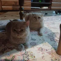 گربه|گربه|سهند, |دیوار