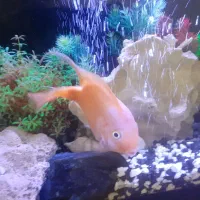 ماهی پرت بزرگ ۲۰سانت|ماهی|مشهد, گلشور|دیوار