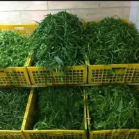 انواع سبزی