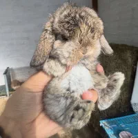 خرگوش فنجونی مینی لوپ