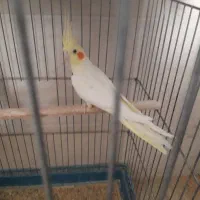 فروش عروس هلندی به صورت تک و عمده و چک صیادی|پرنده|رفسنجان, |دیوار