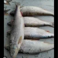 فروش یک قعطه زمین ۲۰ هکتاری پرورش ماهی گرمابی