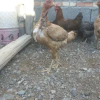 مرغ لاری