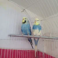 مرغ عشق انگلیسی گریدبالا