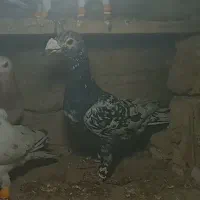 هفترنگ‌‌سیاه