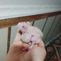 جوجه عروس ۱۱روزه لوتینو و ابلغ|پرنده|میناب, |دیوار