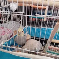 یک جفت عروس هلندی نرو ماده باقفس لونه|پرنده|اراک, |دیوار