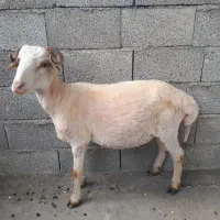 فروش یک راس گوسفند نر (قوچ)