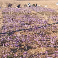 فروش ۵ هکتار در جاده کلات|فروش دفتر صنعتی، کشاورزی، تجاری|مشهد, نیروی هوایی|دیوار