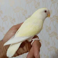 دانه خور کوتوله دستی